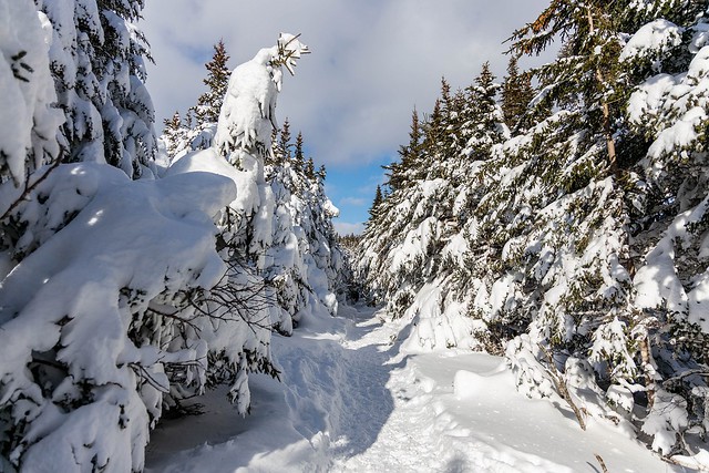 Snowy Trail