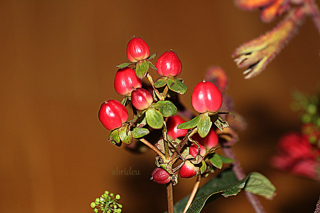 Tutsan Berries