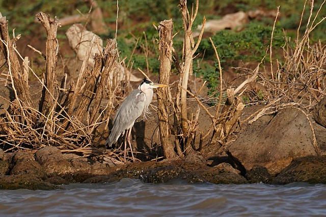 Lake Baringo: Grey Heron (Ardea cinerea)