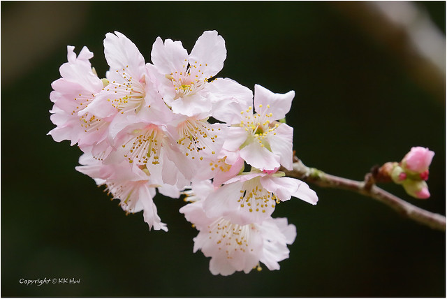 Cherry Blossom (Prunus × yedoensis) 吉野櫻 - 240224_MG_2208x