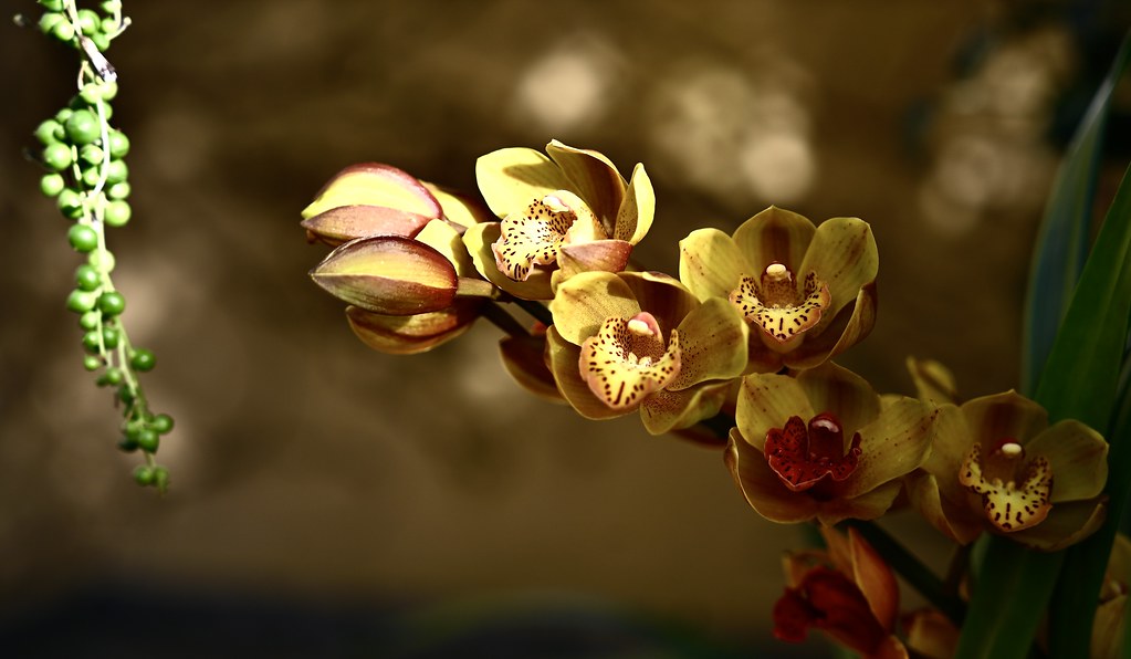 orchids in the sun