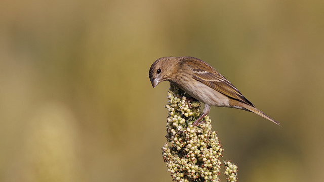 A Common Rosefinch on a millet Cob