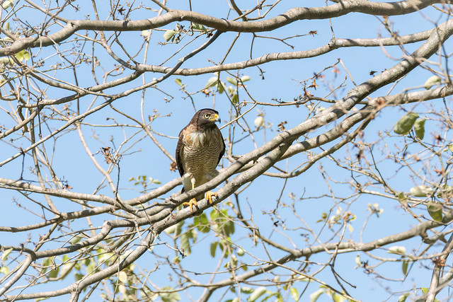 Rupornis magnirostris (Roadside Hawk) - Accipitridae - Pousada Aguape, Campo Grande, Pantanal, Mato Grosso do Sul, Brazil-Edit