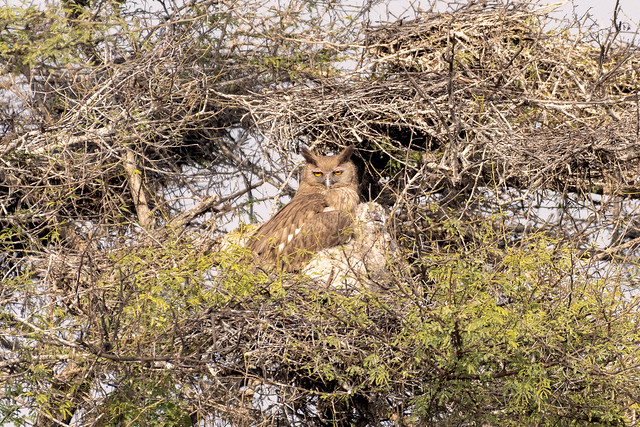 Dusky Eagle-owl (Bubo coromandus)_4530