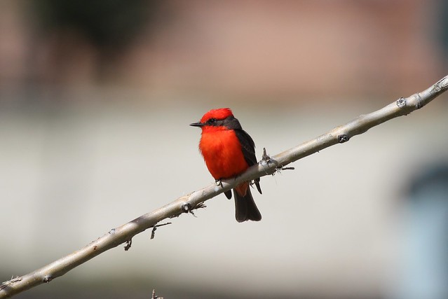 Canyon Cardinal