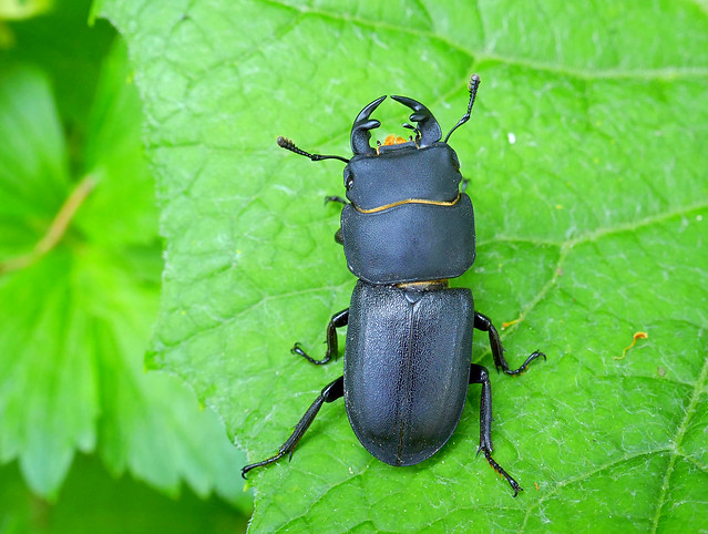 Dorcus parallelopipedus (male) - Lesser stag beetle