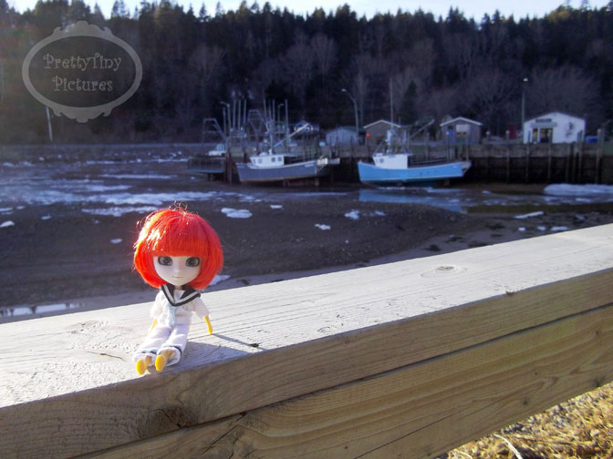 The Adventures of Sunsette!  (Nova Scotia again, May 8) - Page 2 53548523734_fe1c8d5014_o