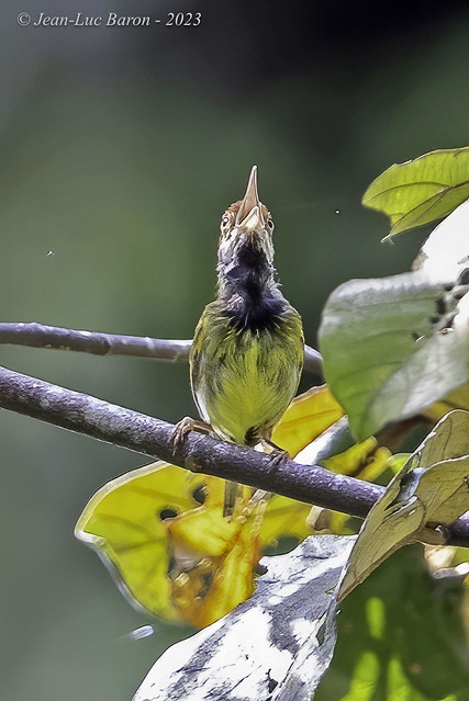 Dark-necked Tailorbird (humphreysi) - Orthotomus atrogularis humphreysi