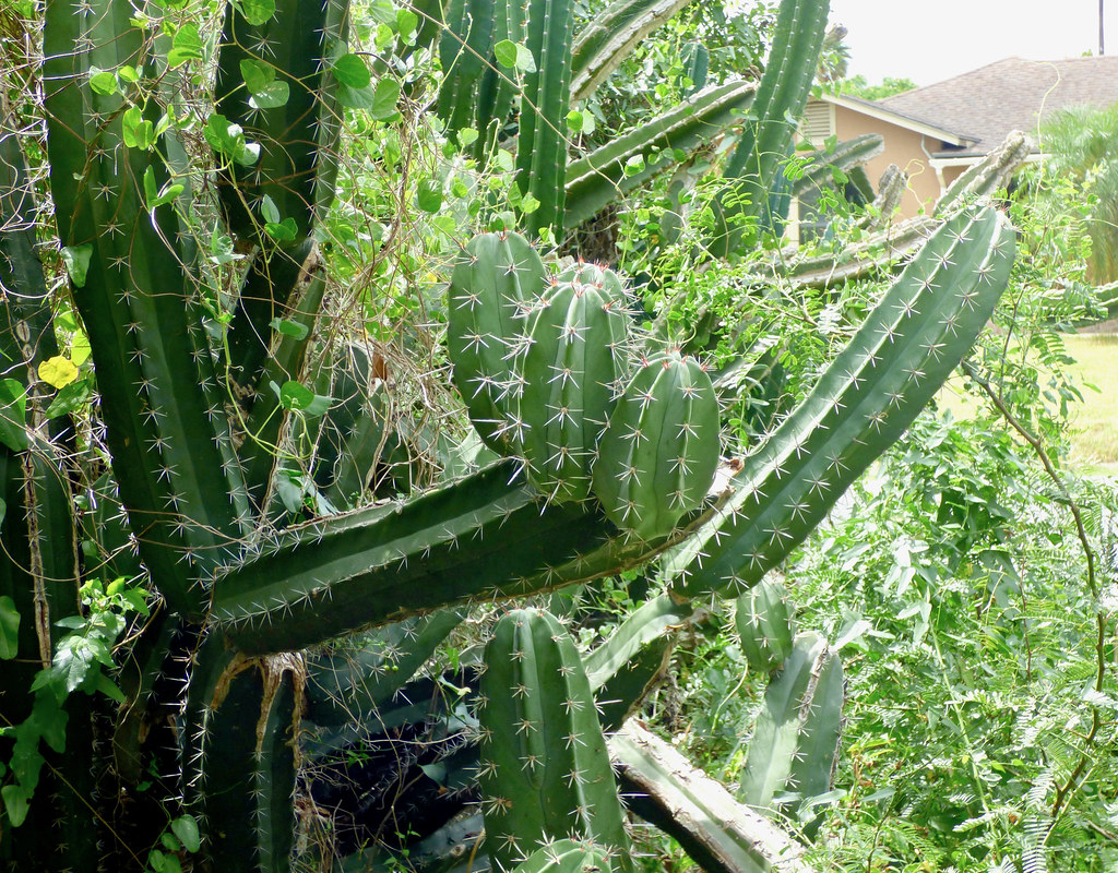 Cacti Garden