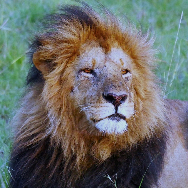 Lion Portrait (Panthera leo)
