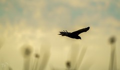Silhouette of a Swamp Harrier.