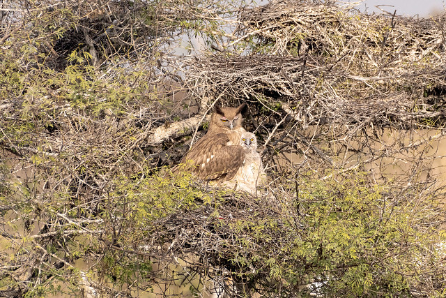 Dusky Eagle-owl (Bubo coromandus)_4479