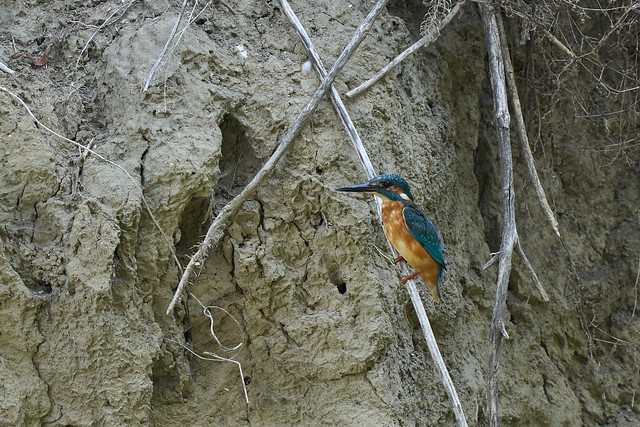 Perched Kingfisher