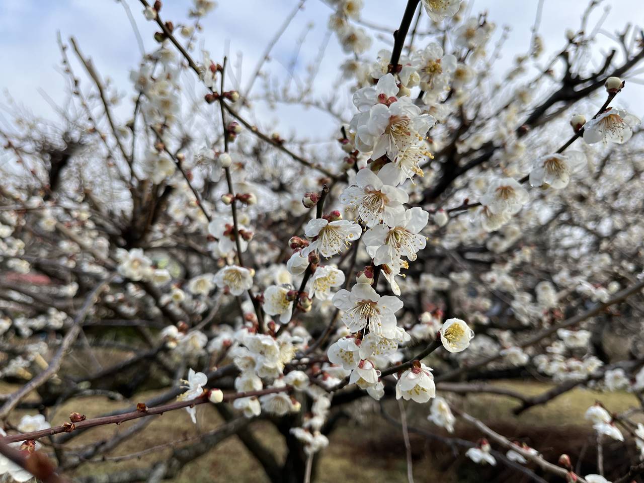 【山梨】高畑山〜倉岳山 登山口までの道に咲いていた梅の花