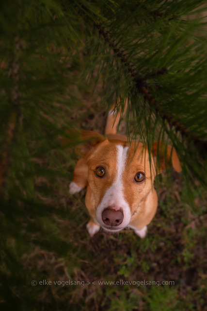 Sammy under the pine