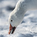 Oie des neiges, Chen caerulescens, Snow Goose -9090.jpg