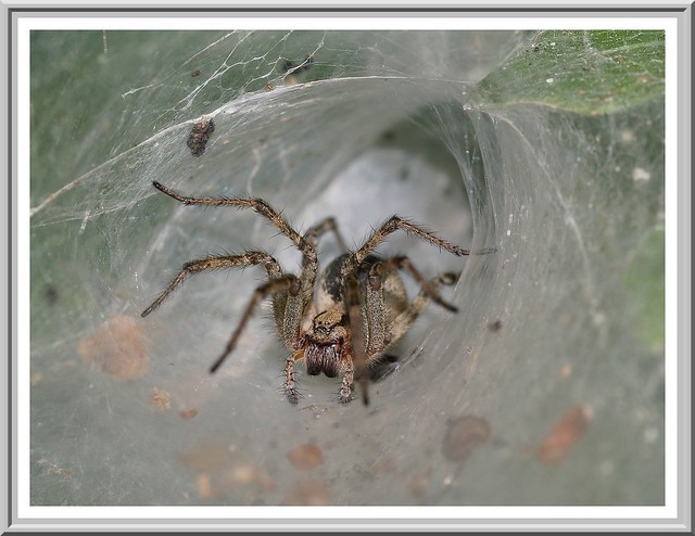 Araignée / Arachnide Agelenidae Agelena-Labyrinthica