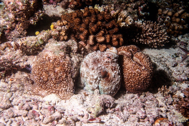 Common octopus hiding among hard coral on reef.