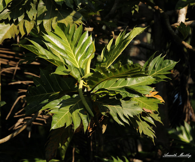 Artocarpus altilis (breadfruit)