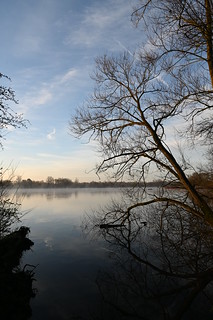 Early Morning at Black Swan Lake - Saturday 24th February 2024