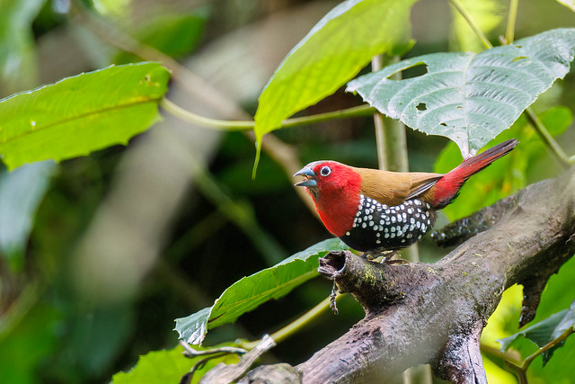 Twinspot Red-throated