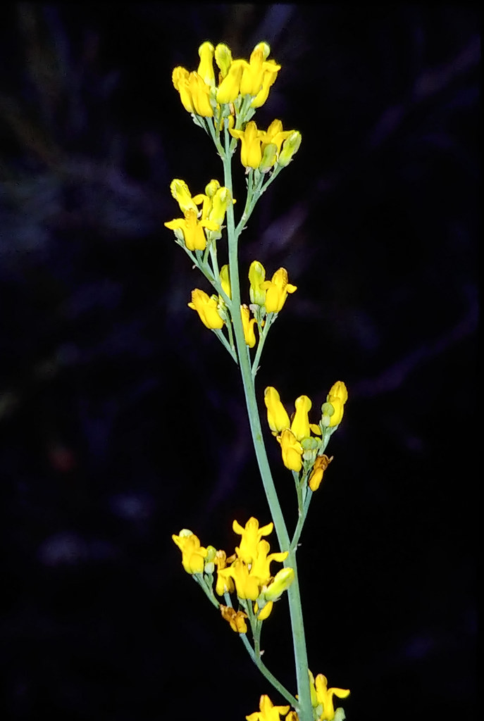 Ehrendorferia chrysantha 01