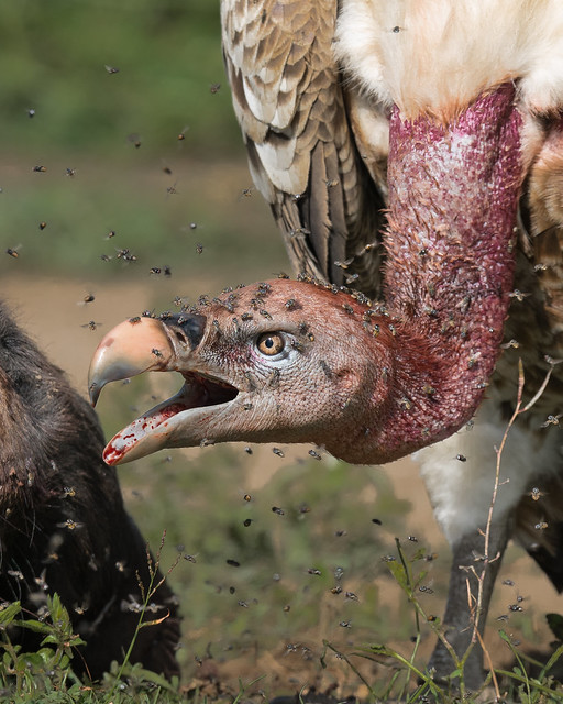 Vulture scavenging a Wildabeest carcass, Serengeti National Park, Tanzania.