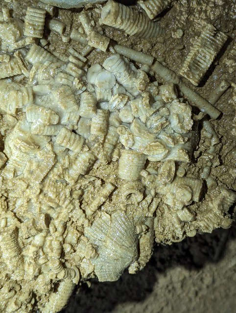 Crinoid fossils, Fort Payne Limestone, Leonard Cave, Clay County, Tennessee