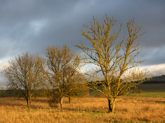 Bare Trees at the Golden Hour