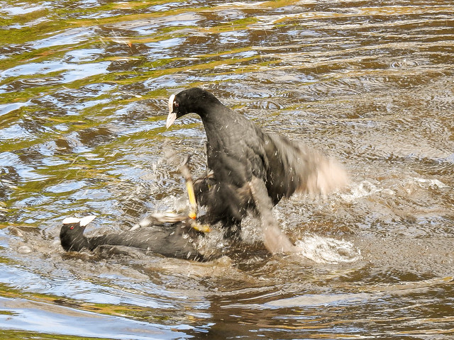 13000 Coot Fight