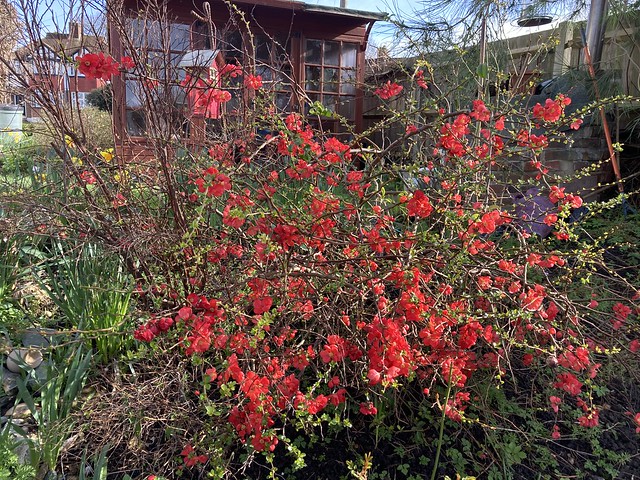 My Japanese quince always blooms in winter and spring
