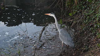 Grey Heron - Early Morning at Black Swan Lake near Dinton Activity Centre - Saturday 24th February 2024