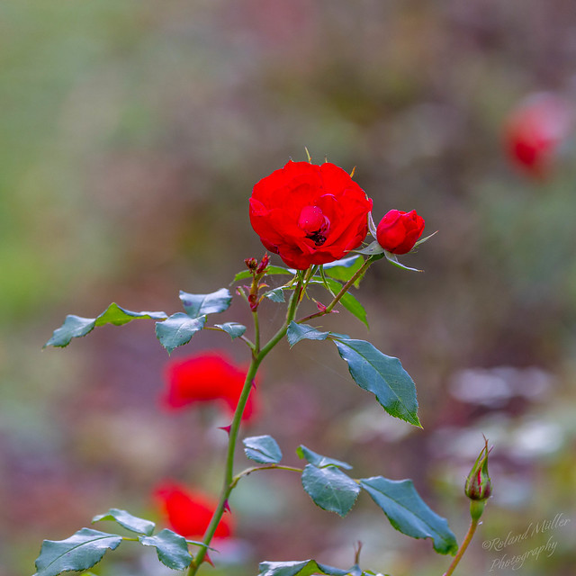 Im Garten und in der Natur: Eine China-Rose im  Kurpark Bad Rappenau