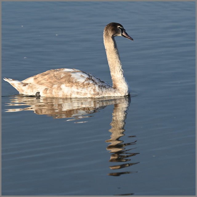 Juvenile Mute Swan - Early Morning at Black Swan Lake near Dinton Activity Centre - Saturday 24th February 2024