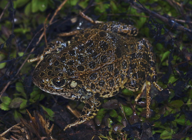 Northern Crawfish Frog (Lithobates aereolatus circulosa)