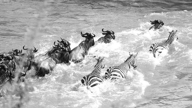 Zebras and Wildebeest partners