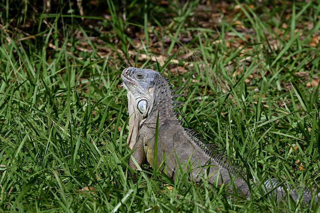 Green Iguana (Zoo Miami)