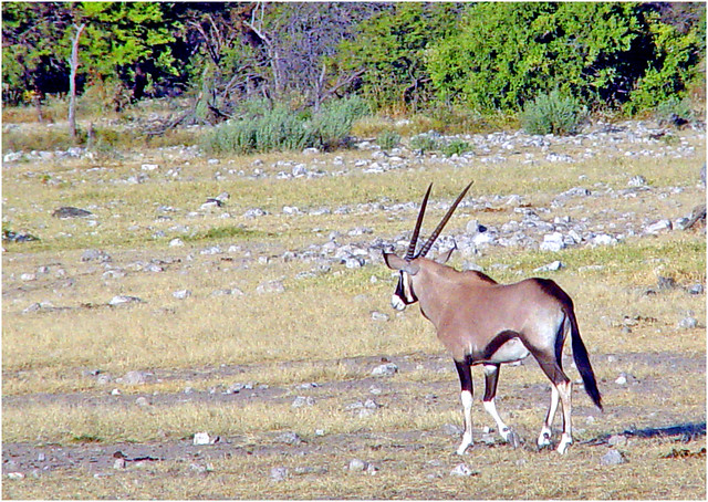 L'oryx gazelle (ou gemsbok)