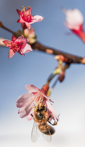 Cherry Bee | by si_glogiewicz