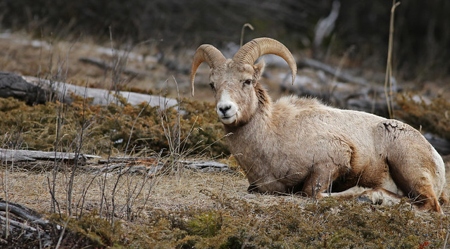 Rocky Mountain Sheep...#1