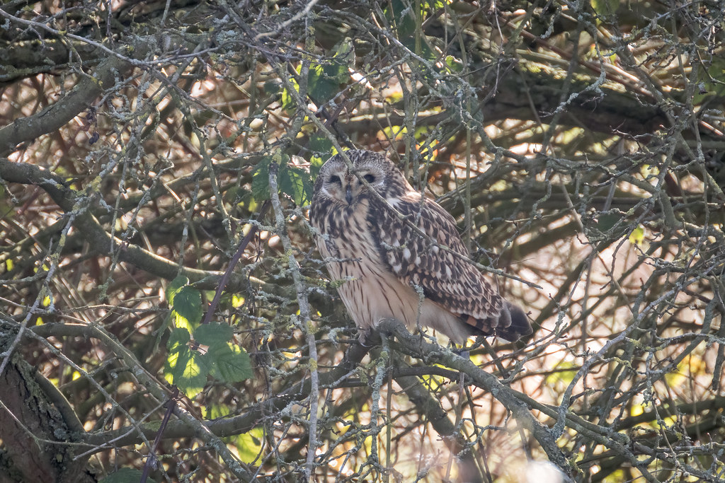 Asio flammeus (Short-eared Owl) - Strigidae - Nene Washes, Peterborough, UK-2