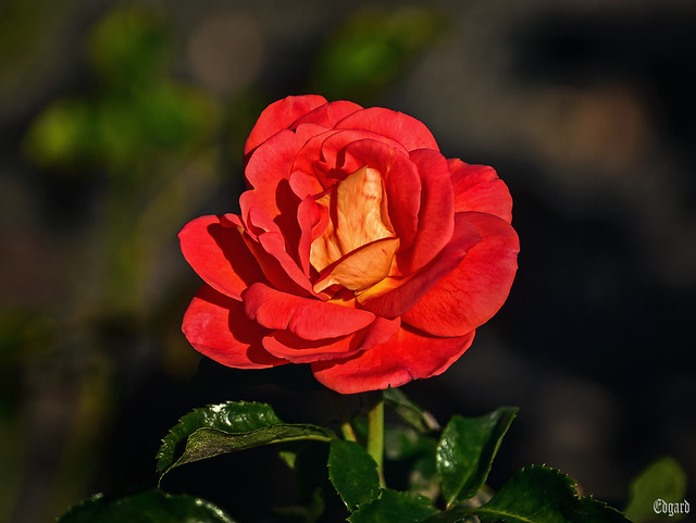 Red park rose