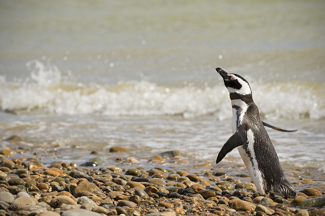 Pinguino patagónico