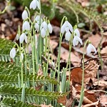 First Snowdrops