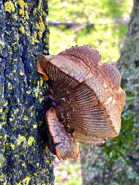 Alien life form on oak