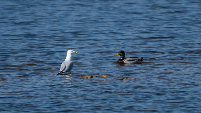Ring-billed gull and a mallard out on the lake