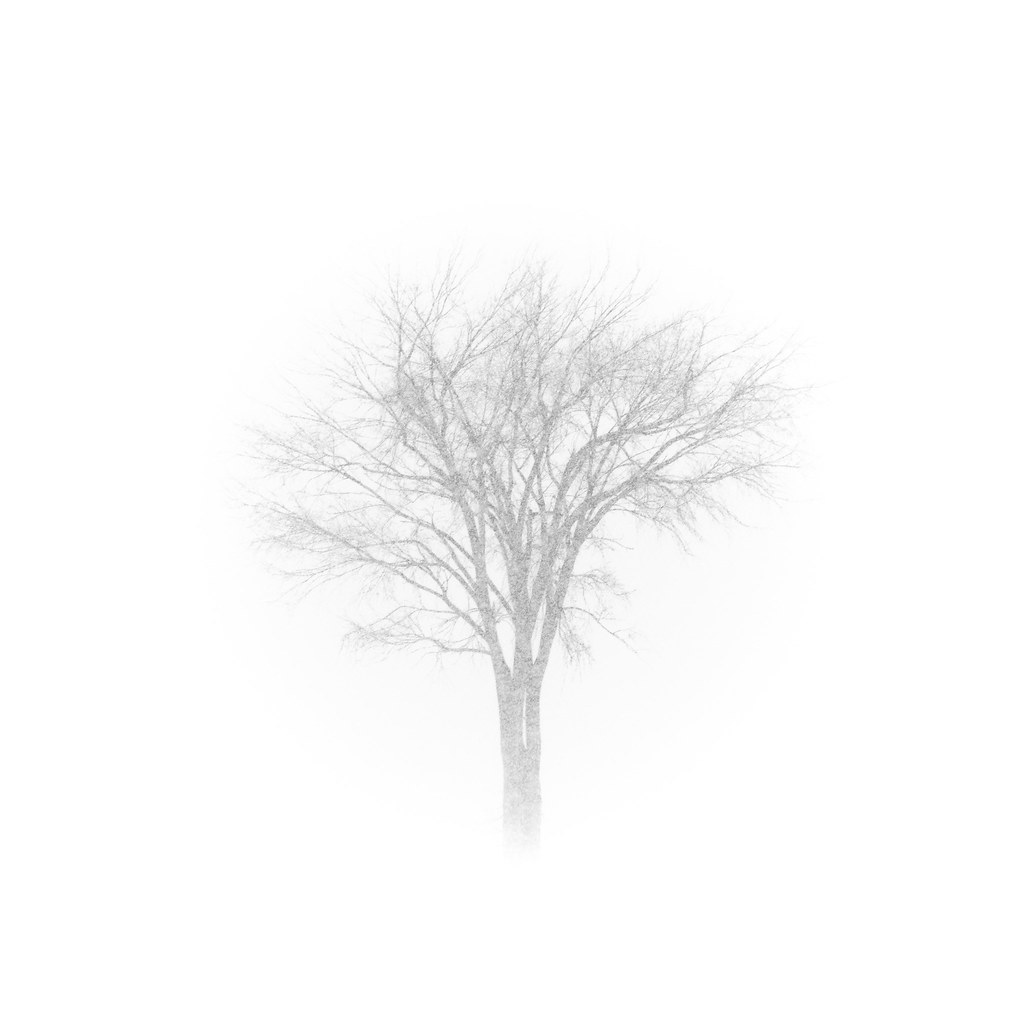 Capturing a lonely tree in blizzard like conditions