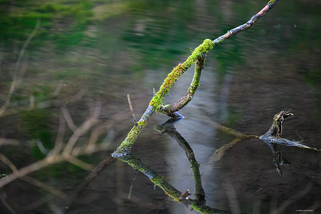 mossy branch