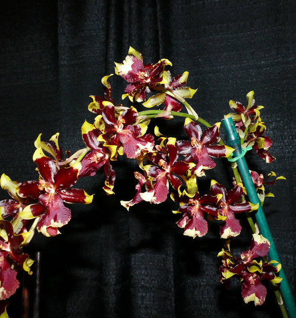 2024 pacific orchid exposition; Onchostele Wildcat 'Golden Red Star' hybrid orchid  2-24