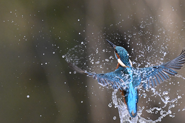 Eisvogel / common kingfisher